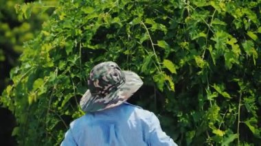 Yetenekli Latin Amerikalı bahçıvanın ağaç dallarını budaması. Bahçe bakımı