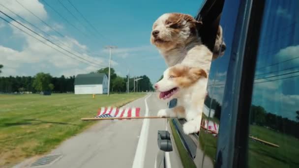 Mascotas patrióticas con bandera de EE.UU. en sus patas viajan en coche en América. — Vídeos de Stock