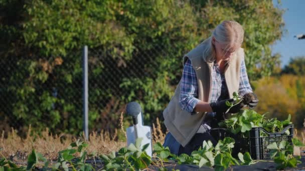 Jovem jardineiro está plantando mudas de morango no jardim — Vídeo de Stock