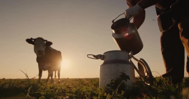 El lechero vierte leche en la lata, en el fondo la vaca roza en el prado — Vídeos de Stock