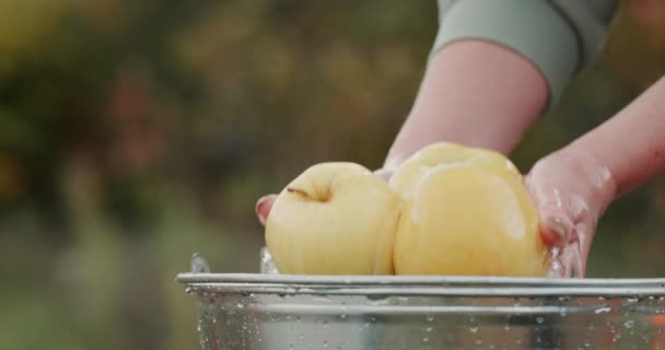 Muž držící chutná žlutá jablka nad kýblem vody — Stock video