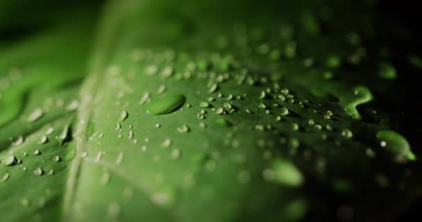 Vochtdruppels op een groot groen blad van de plant. Natuurlijke vochtigheid en het milieuconcept — Stockvideo