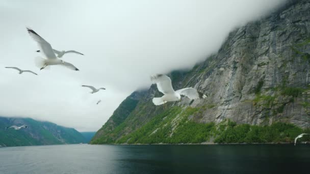 Graziosi gabbiani volano sullo sfondo di un bellissimo paesaggio - il fiordo norvegese. Video di monitoraggio — Video Stock