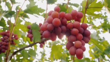 Sarmaşıkta olgunlaşan üzüm salkımları