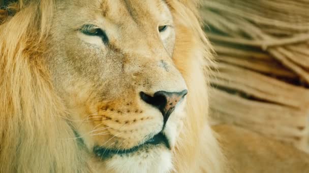 Portrait of a formidable African predator - a lion — Stock Video