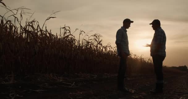 Dois homens apertam as mãos contra o fundo de um campo de milho. Silhuetas ao pôr-do-sol — Vídeo de Stock