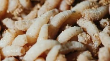 Canlı kurtçuklar. Kışın balık tutmak için iyi yem.