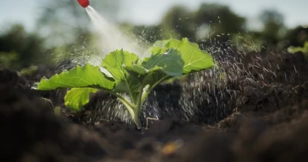 Verwerking van kool spruiten met pesticiden. Video in slow motion — Stockvideo