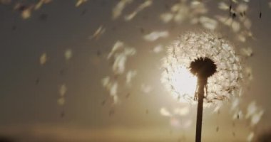 Karahindiba tohumları batan güneşin ışınlarında uçar.