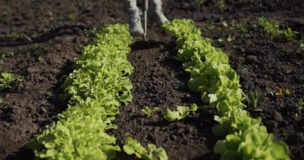 Bir çiftçi, kıvırcık salatalı bir yatağı yok eder.. — Stok video