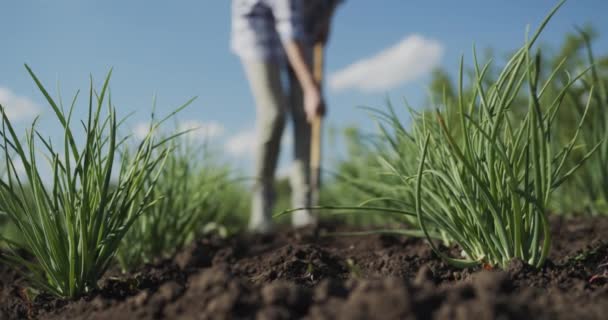 침대에 잡초가없어 지는 암컷 농부 — 비디오