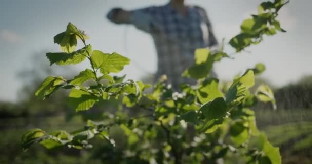 Αγρότης ψεκάζει δέντρα στον κήπο, φυτοθεραπεία — Αρχείο Βίντεο