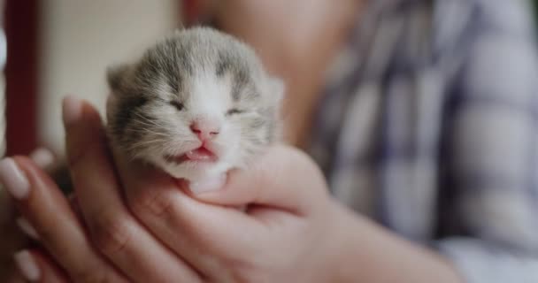 Mujer sostiene un recién nacido ciego gatito — Vídeos de Stock