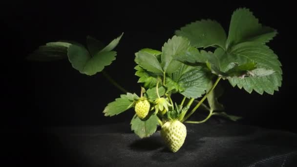 Strawberry berries ripen on the bush, increases in size and blushes — Stock Video