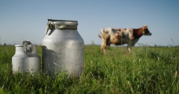 Leche bidones de pie en el pasto, una vaca pastando en el fondo en el prado — Vídeos de Stock