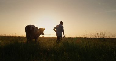 Sahibi gün batımında ineğini çayırdan geçirir. Küçük çiftçi kavramı