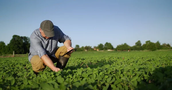 Orta yaşlı çiftçi tarlada soya fasulyesi yiyor, tablet kullanıyor. — Stok fotoğraf