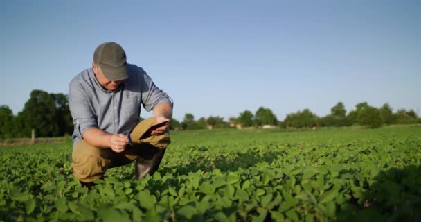 Agricultor de meia-idade come brotos de soja no campo, usa tablet — Vídeo de Stock