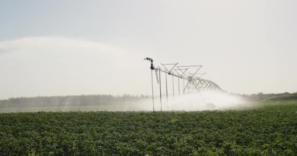 Industriell anläggning för bevattning av åkerpotatis — Stockvideo