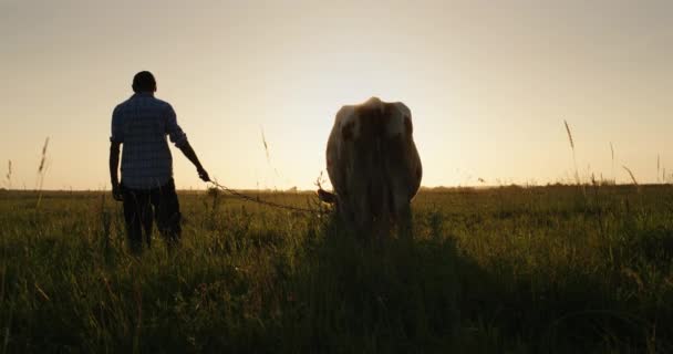 牛の所有者は牛を鎖につないでおく。牧草地の夕日に立つ — ストック動画