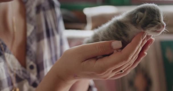 Side view: Woman holds a newborn blind kitten — Stock Video