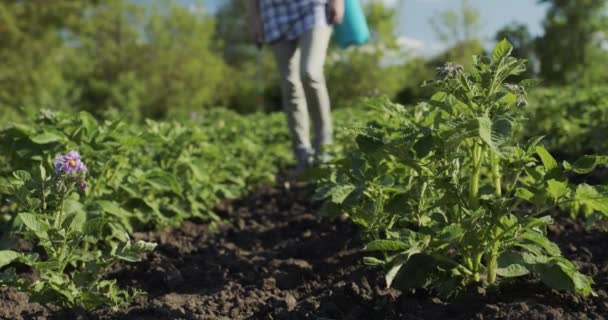 Farmer rocía patatas con productos químicos, protege los brotes del escarabajo de Colorado — Vídeos de Stock