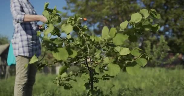 Kvinna sprutar träd i trädgården, skadedjursbehandling — Stockvideo