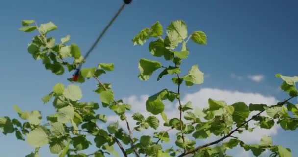 Femme pulvérise des arbres dans le jardin, traitement antiparasitaire — Video