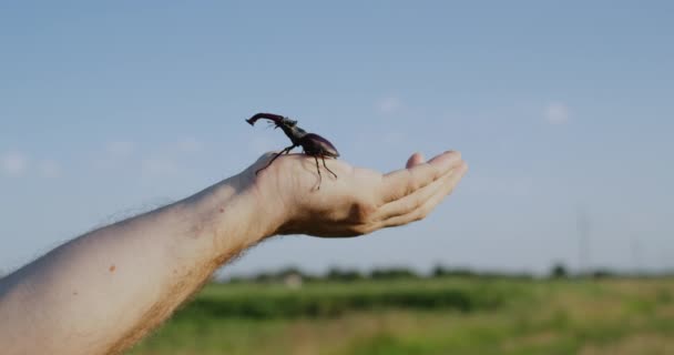 Gran escarabajo ciervo se arrastra a la mano, anhelando libertad y concepto de la naturaleza — Vídeos de Stock