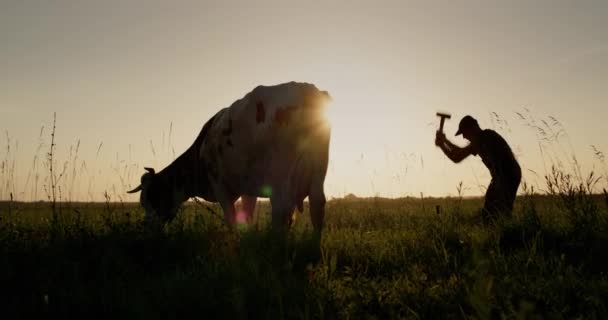 牛の所有者は牧草地で綱を固定します。牧草地で放牧する牛を残して地面に杭を駆動します。 — ストック動画