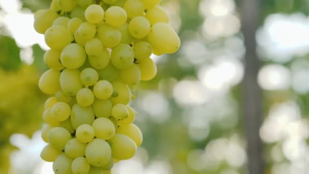 Een bos van groene druiven rijpen op de wijnstok — Stockvideo