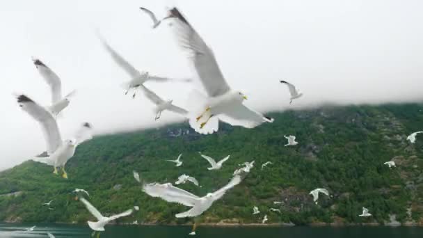 Um grupo de gaivotas voa contra o céu nublado e montanhas. Fiordes da Noruega — Vídeo de Stock