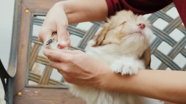 Uma mulher corta as garras a um cachorrinho pequeno. Pet Care Conceito — Vídeo de Stock