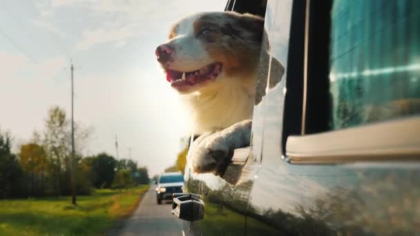 Een hond met een grappig gezicht kijkt uit het raam van de auto. Nieuwsgierigheid en verrassing — Stockvideo