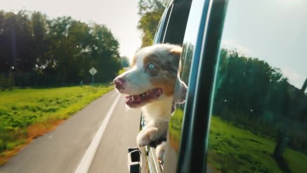 Vídeo divertido con animales. El perro va al coche, se ve sorprendido por la ventana — Vídeos de Stock