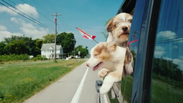 Kanada bayrağı taşıyan bir çift köpek arabaya biner, pencereden dışarı bakar. — Stok video