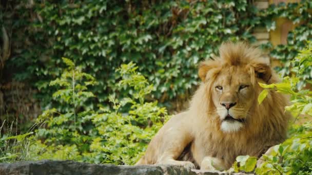 El poderoso león está observando cuidadosamente su territorio, mirando hacia adelante — Vídeos de Stock