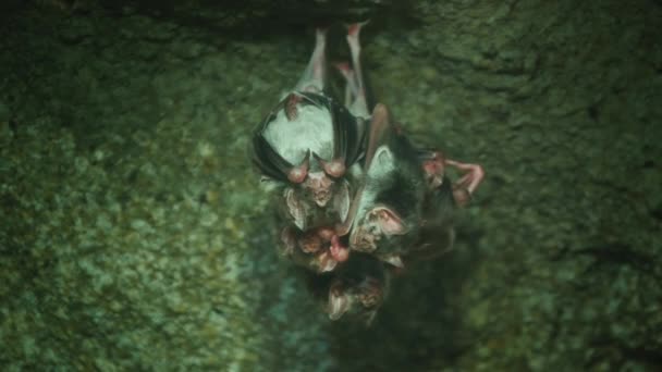 Vários ratos vampiros pendurados de cabeça para baixo em um teto de caverna — Vídeo de Stock