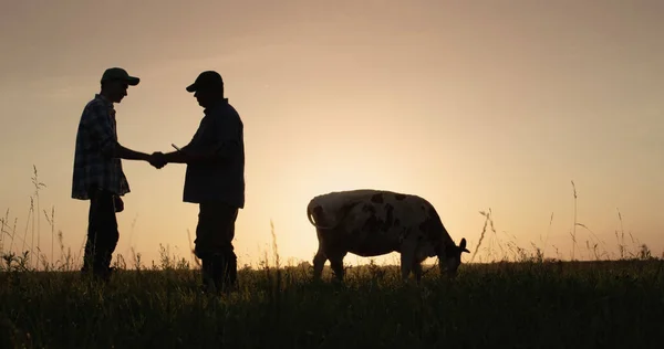 Två bönder skakar hand, står på fäladen där kor betar. Överenskommelse om agro-affärsidé — Stockfoto