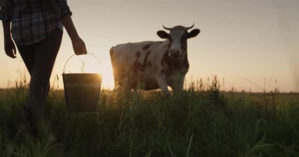Una agricultora con un cubo en la mano está en un campo cerca de su vaca. Productos lácteos de la granja doméstica — Vídeos de Stock