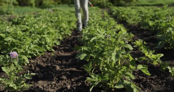 Αγρότης ψεκάζει πατάτες με χημικές ουσίες, προστατεύει βλαστούς από το σκαθάρι του Κολοράντο — Αρχείο Βίντεο