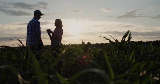 Jordbrukare man och kvinna står i ett fält av majs, använda en digital tablett — Stockvideo