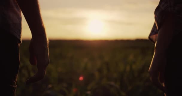 Una pareja joven toma las manos. Siluetas de jóvenes, vista desde atrás. De pie en un campo de maíz — Vídeo de stock