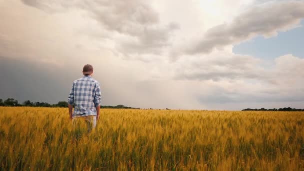 Фермер в поле пшеницы на фоне бурного неба. В небе сверкает молния. 4k видео — стоковое видео