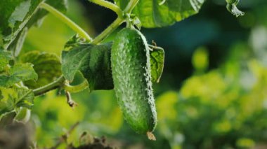 Çiftçilerin elleri olgun salatalıkları topluyor.