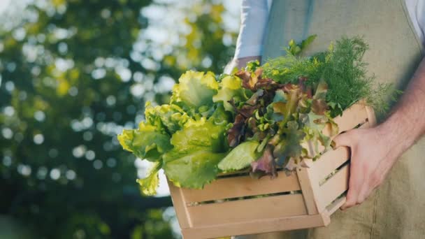 Мужчина фермер держит коробку свежих листьев салата — стоковое видео