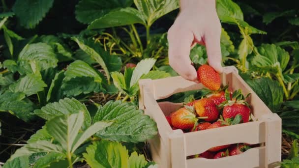 Farmers hand puts a large strawberry berry in a box — Stock Video