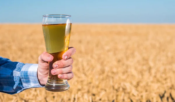 Um homem segura um copo de cerveja gelada no fundo de um campo de trigo amarelo — Fotografia de Stock