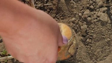 Çiftçi yerden taze soğan topluyor. Yakın çekim.