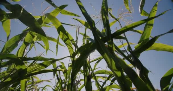 View from below on the high green stems of corn against the blue sky — Stock Video